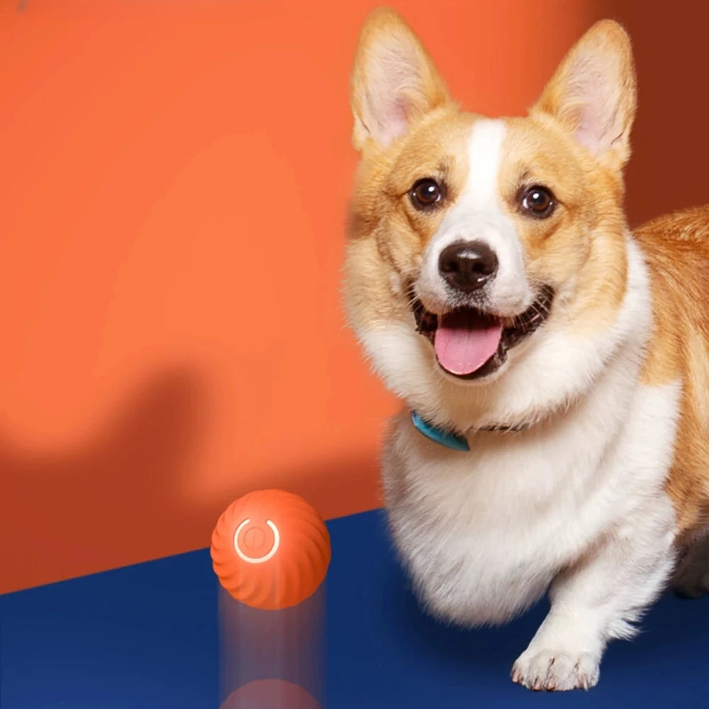 Electronic pet toy ball.