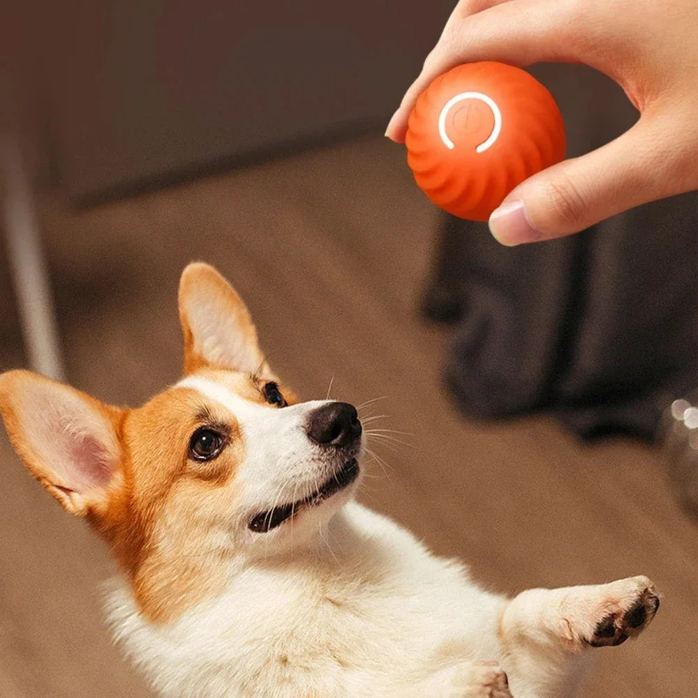 Electronic pet toy ball.